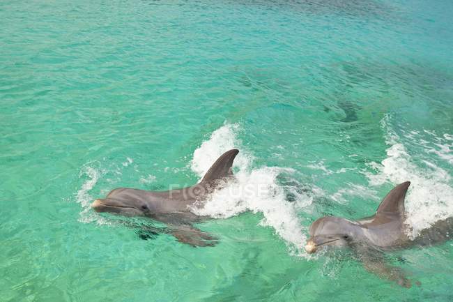 Два бутылконосых дельфина — стоковое фото