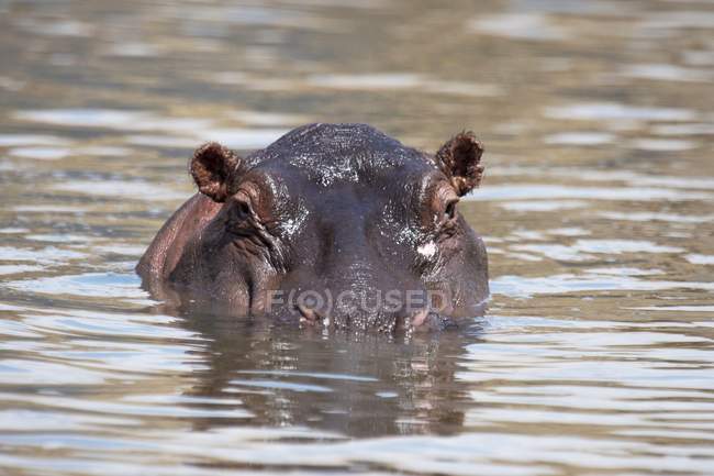 Hippopotame nageant au bord de l'eau — Photo de stock