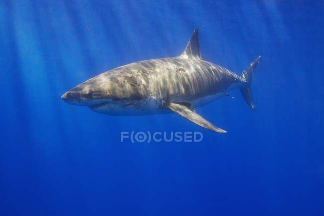 Gran tiburón blanco - foto de stock