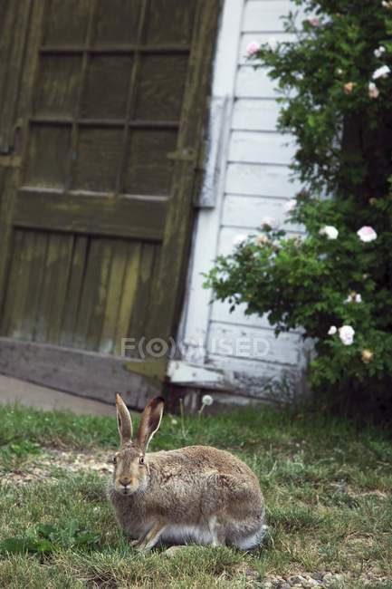 Conejo sentado en la hierba - foto de stock