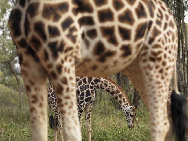 Girafes pâturage sur le terrain — Photo de stock