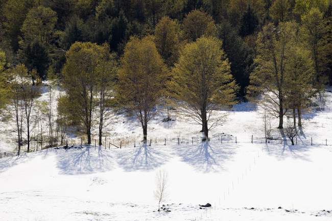 Дерева в снігу на відкритому повітрі — стокове фото