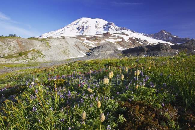Wildflowers At  Foot Of Mountain — Stock Photo