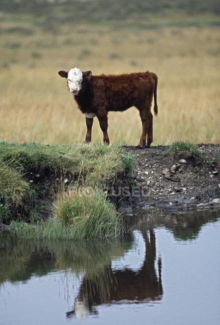 White Faced Hereford Calf — Stock Photo