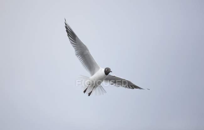 Albatros ondeados en vuelo - foto de stock