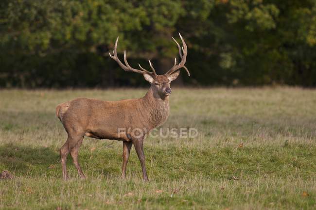 Cervo maschio in piedi — Foto stock