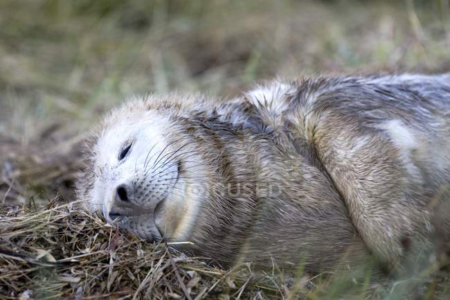 Robben schläft im Gras — Stockfoto