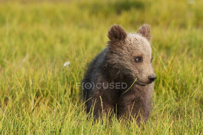 Petit ours grizzli — Photo de stock