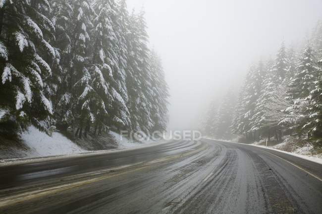 Strada attraverso la foresta, Oregon — Foto stock