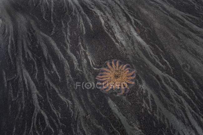 Stella marina sulla spiaggia sabbia scura — Foto stock