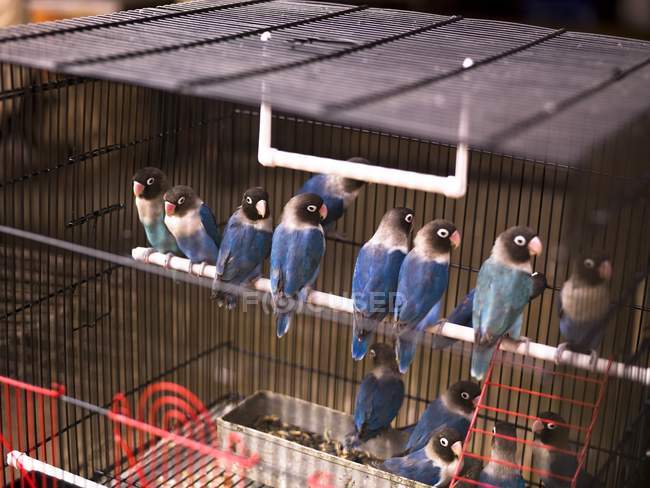 Parakeets uccelli seduto in gabbia — Foto stock