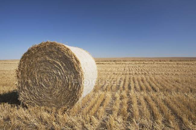 Hay Bale In Cut Field — Stock Photo