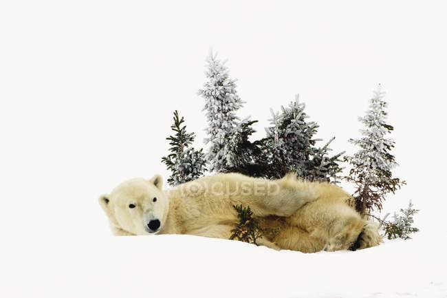 Polar Bear laying on snow — Stock Photo