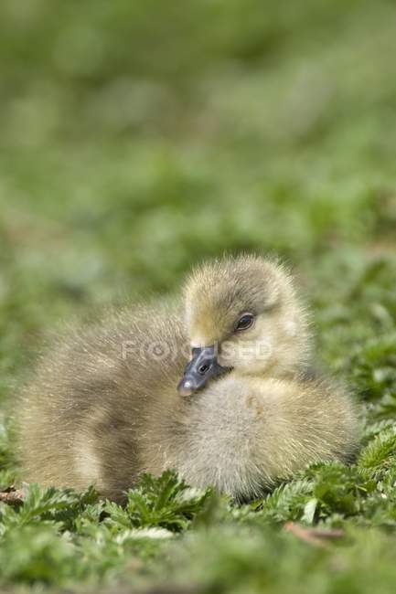 Fuzzy Gosling sitting on grass — Stock Photo