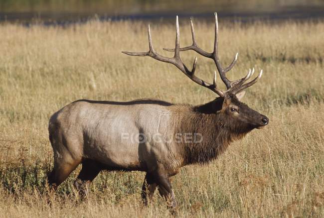 Bull Elk In Grassy Meadow — Stock Photo