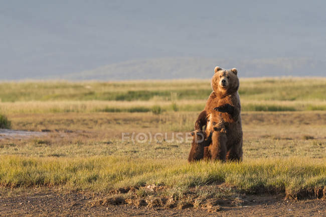 Grizzlybär säugt Junge — Stockfoto