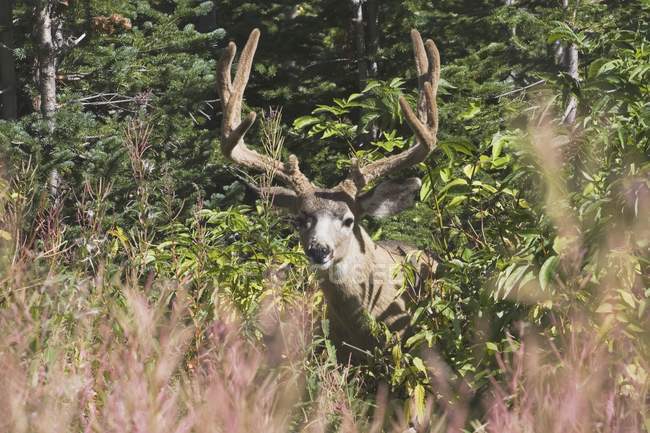 Deer In Mountain Meadow — Stock Photo