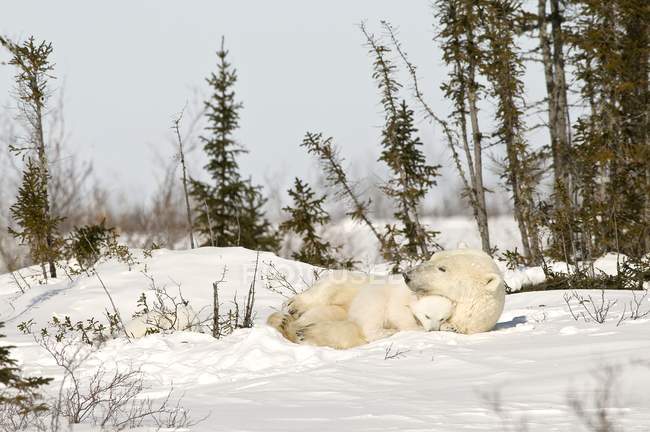 Oso polar con cachorro - foto de stock