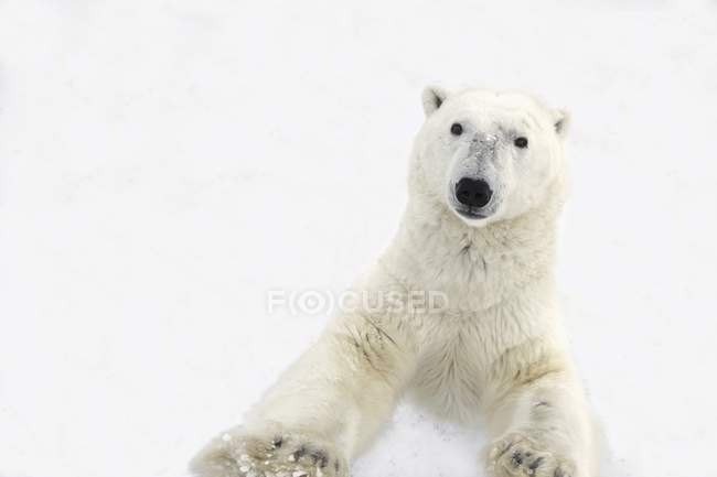 Курьезный белый медведь — стоковое фото