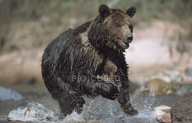 Мокрый медведь Гризли — стоковое фото