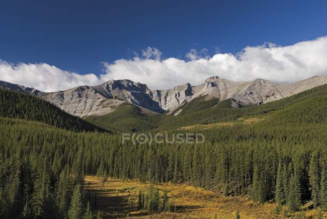 Floresta em montanhas rochosas — Fotografia de Stock