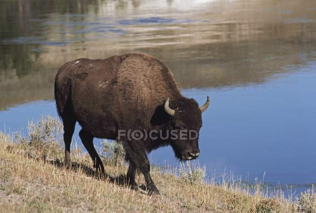 Bison, caminhando ao longo do banco — Fotografia de Stock