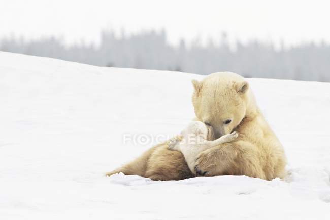 Polar Bear Sow (Ursus Maritimus) sostiene tiernamente a su cachorro joven - foto de stock