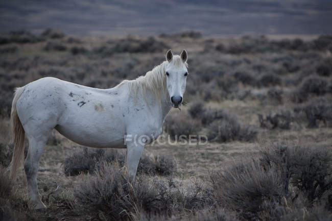 Дикая лошадь в поле — стоковое фото
