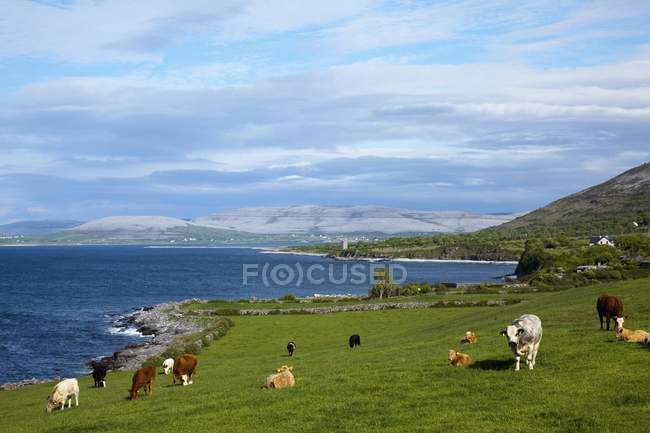 Mucche al pascolo lungo la costa — Foto stock