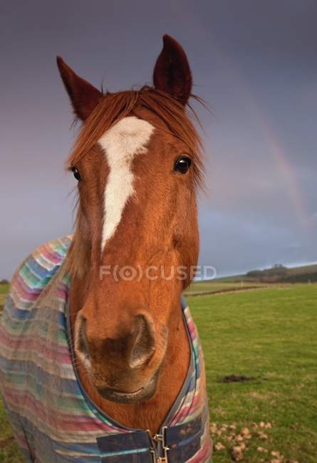 Ritratto di cavallo con arcobaleno — Foto stock