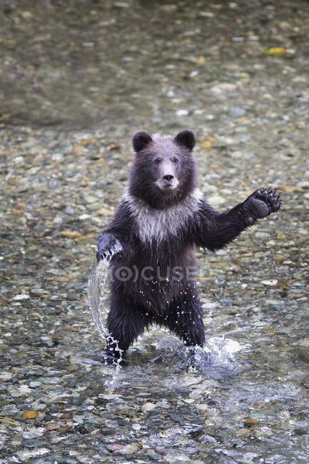 Filhote de urso grisalho jovem — Fotografia de Stock