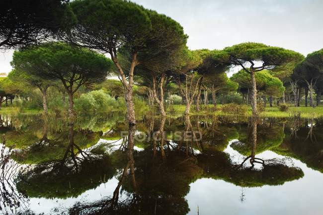 Затопленный лес с водой — стоковое фото