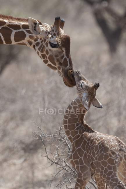 Жирафы касаются носа за носом — стоковое фото
