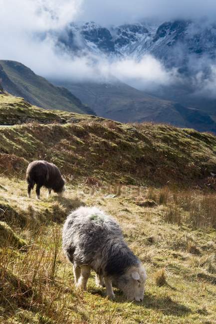 Herdwick Sheep grazing — Stock Photo