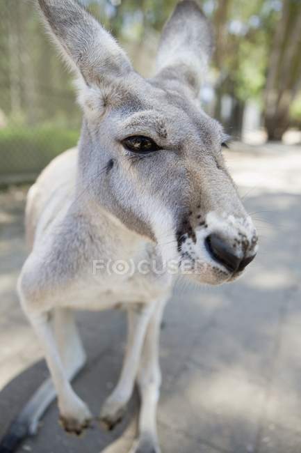 Kangaroo looking at camera — Stock Photo