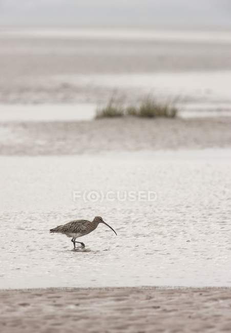 Heron guadare in acque poco profonde — Foto stock