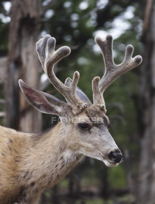 Mule Buck cerf avec bois — Photo de stock