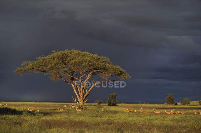 Akazienbaum und Impala — Stockfoto