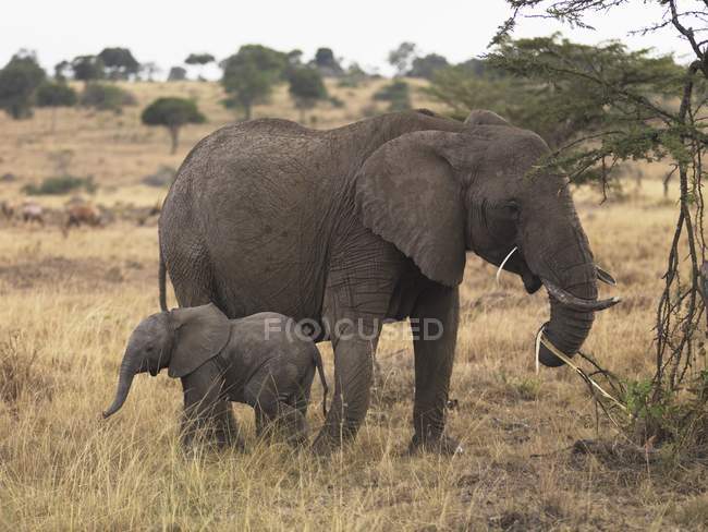 Mãe e bebê elefante — Fotografia de Stock