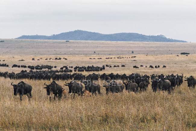 Herd Of Blue Wildebeests — Stock Photo