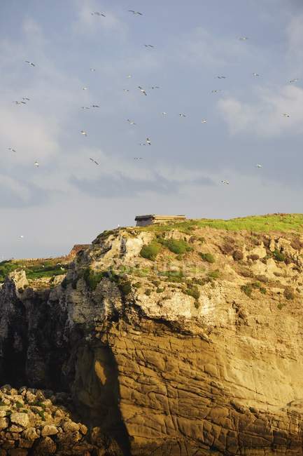 Enchères survolant une falaise rocheuse — Photo de stock