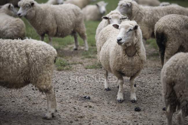 Вівці стояли на землі — стокове фото