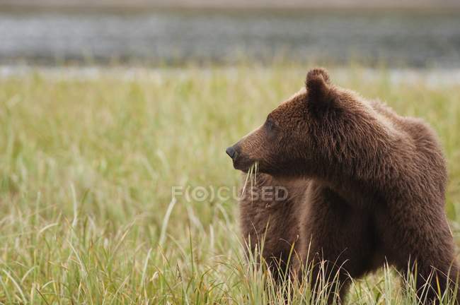 Brauner Grizzlybär frisst Seggen — Stockfoto