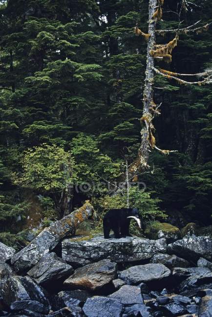 Чорний ведмідь з сьомгою — стокове фото