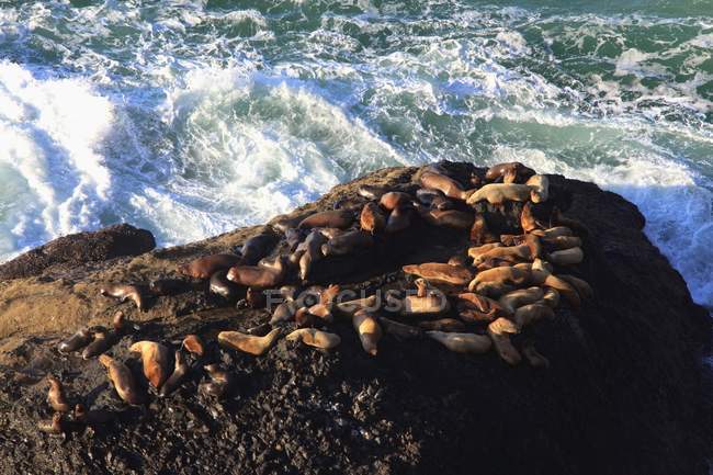 Leoni marini adagiati sulla roccia — Foto stock