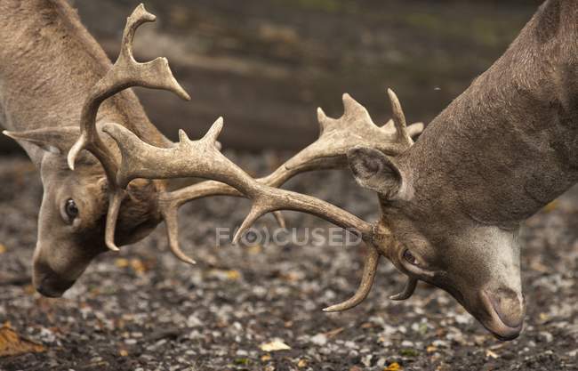 Dos ciervos peleando con cuernos - foto de stock