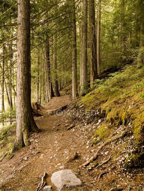 Ліс шлях, Вістлері, Британська Колумбія — стокове фото