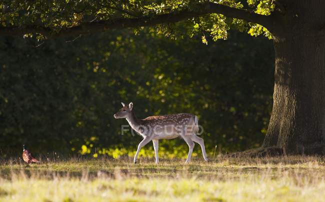 Deer Walking Across Grass — Stock Photo