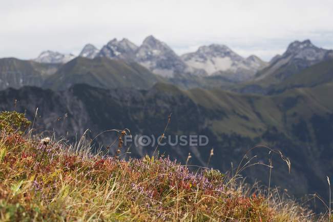 Fiori di campo sulla cresta della montagna — Foto stock