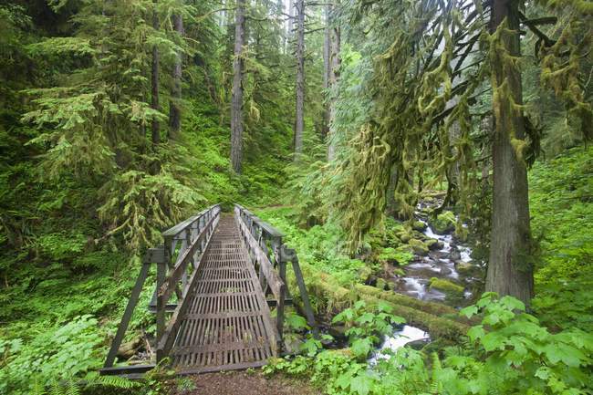 Sentiero e torrente nella lussureggiante foresta — Foto stock